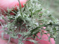Ramalina complanata