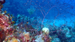 Macrorhynchia clarkei
