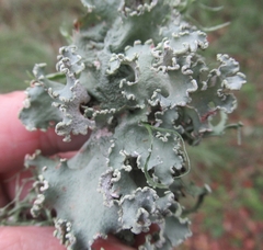 Parmotrema perforatum