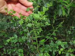 Gentianales