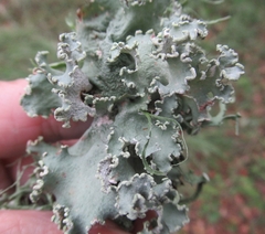 Parmotrema perforatum