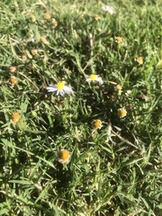 Symphyotrichum divaricatum