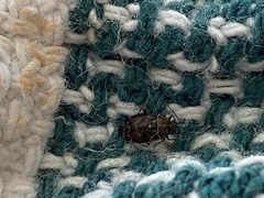 Deraeocoris poecilus