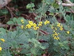 Hippia frutescens