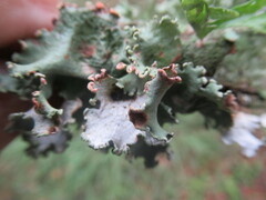 Parmotrema perforatum