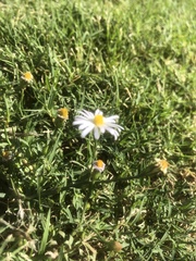 Symphyotrichum divaricatum