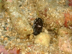 Scutus