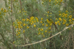 Senecio pampeanus