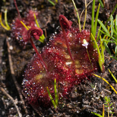 Drosera admirabilis
