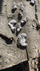 Schizophyllum commune