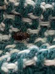 Deraeocoris poecilus