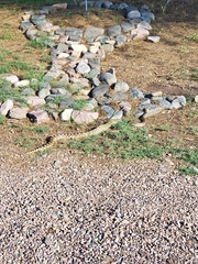 Pituophis catenifer affinis