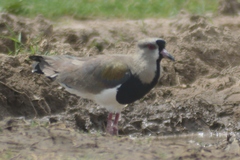 Vanellus chilensis
