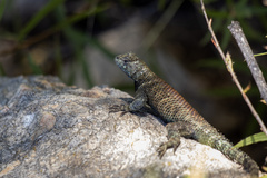 Sceloporus orcutti