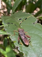 Spathophora