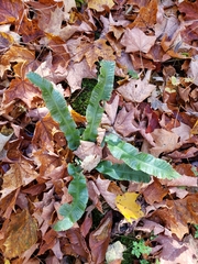Asplenium scolopendrium americanum