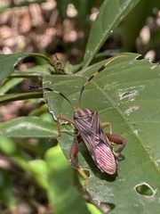 Spathophora