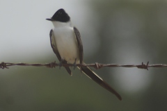 Tyrannus savana