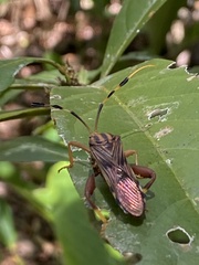 Spathophora