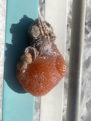 Aplidium stellatum