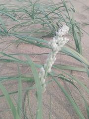 Panicum racemosum