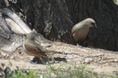 Agelaioides badius