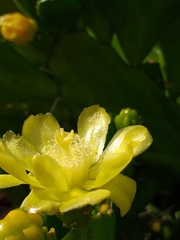 Brasiliopuntia brasiliensis