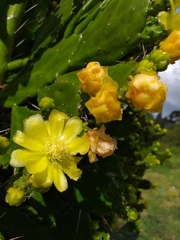 Brasiliopuntia brasiliensis