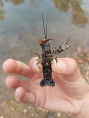 Faxonius virilis