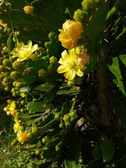 Brasiliopuntia brasiliensis