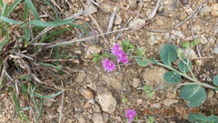 Corbichonia decumbens