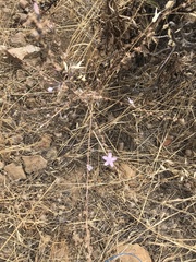 Stephanomeria virgata