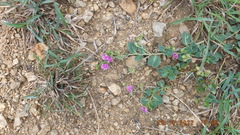 Corbichonia decumbens