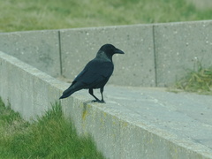 Corvus cornix × corone