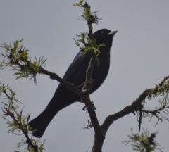 Molothrus bonariensis