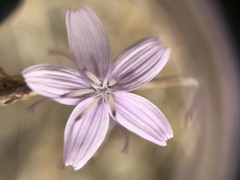 Stephanomeria virgata