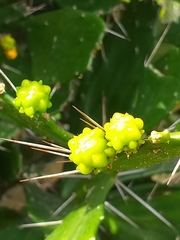 Brasiliopuntia brasiliensis