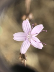 Stephanomeria virgata