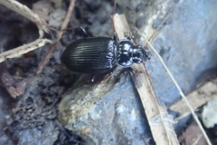 Nebria