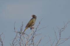Embernagra platensis
