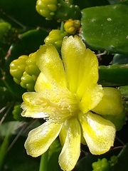 Brasiliopuntia brasiliensis