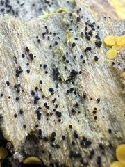 Berkleasmium concinnum