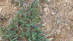 Corbichonia decumbens