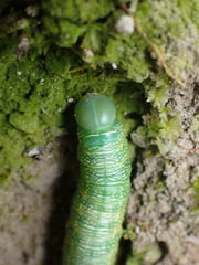 Nadata