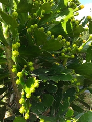 Brasiliopuntia brasiliensis