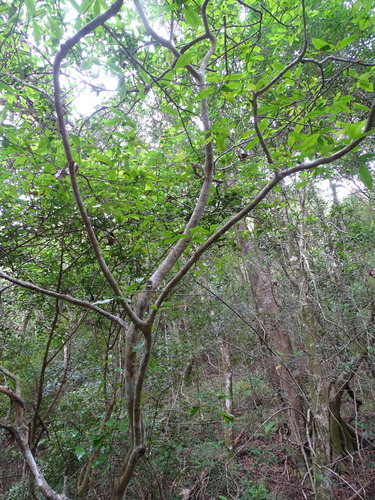 Image of Ochna arborea by (c) Shaun Swanepoel, some rights reserved (CC BY)