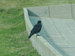 Corvus cornix × corone