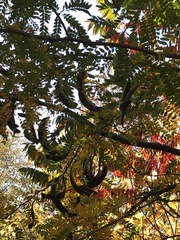 Gleditsia triacanthos