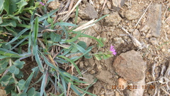 Corbichonia decumbens