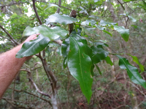 Image of Ochna arborea by (c) Shaun Swanepoel, some rights reserved (CC BY)